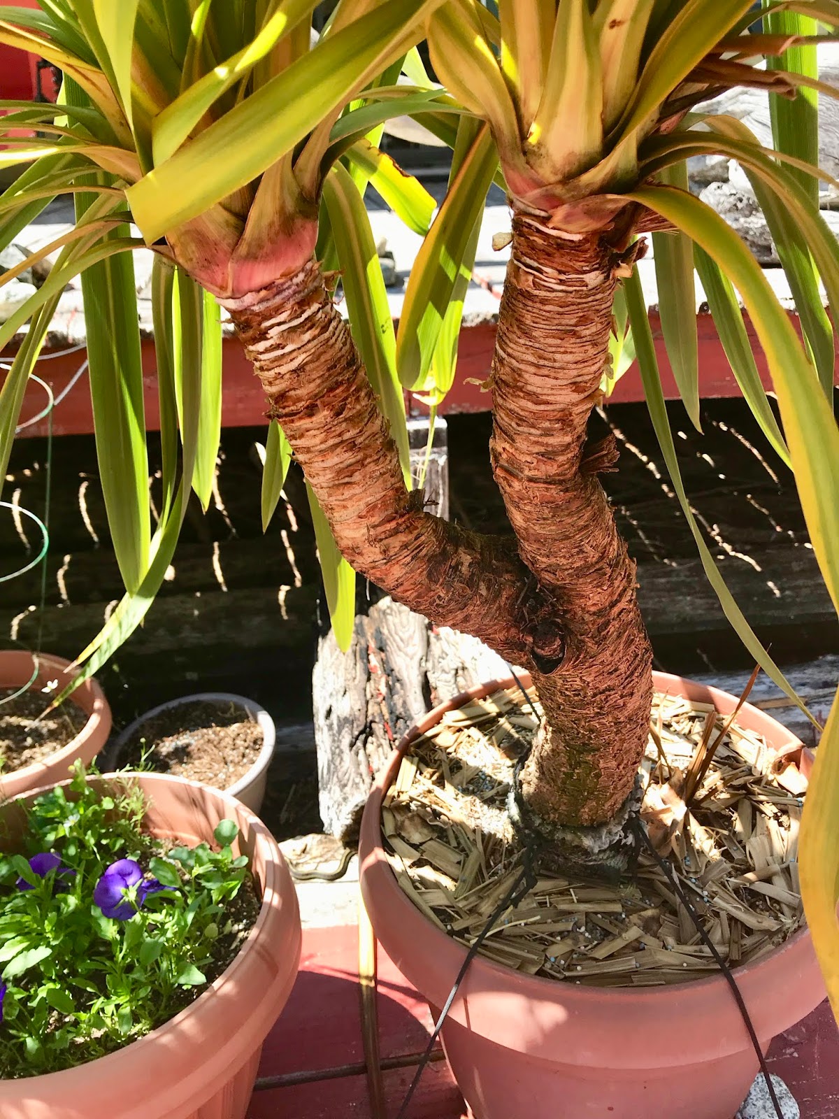 propagating spike plant propagating spike plant