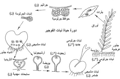 رسومات منهج أحياء ثانوية عامة رسومات منهج أحياء ثانوية عامة