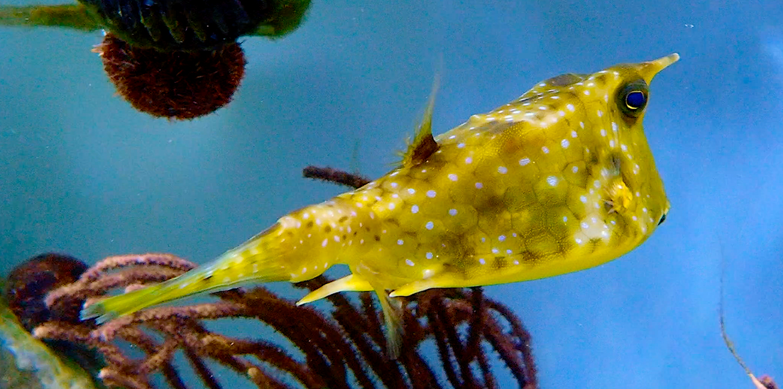 Aquarium Movies Japan Archive 生きている魚図鑑 コンゴウフグ Longhorn Cowfish Lactoria Cornuta すみだ水族館 Sumida Aquarium