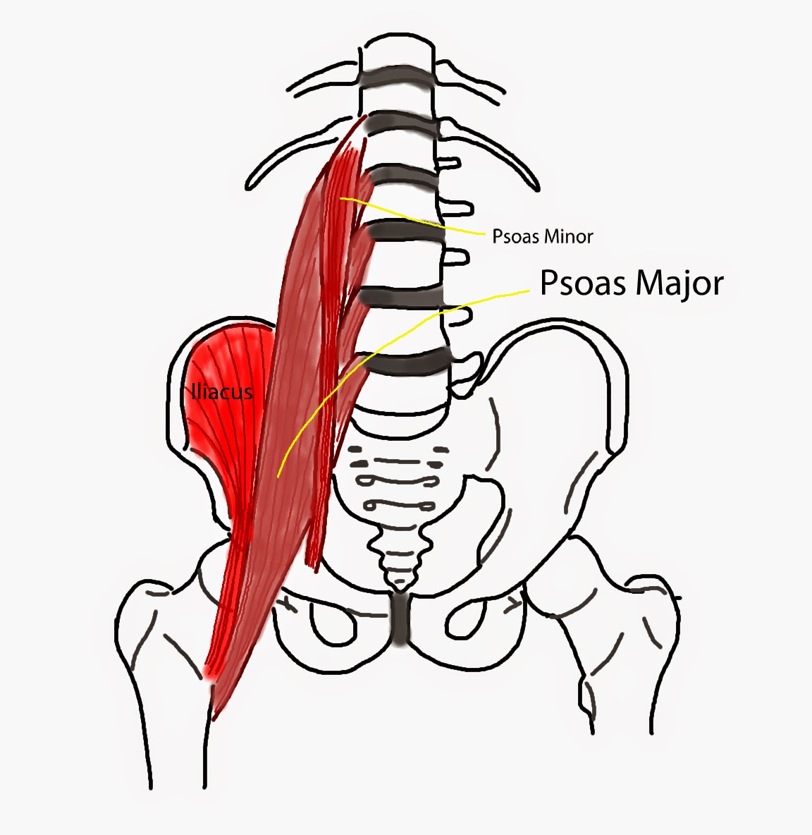 Pain Free Psoas Release | Modern Manual Therapy Blog