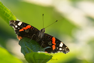 Wildlifefotografie Lippeaue Schmetterling Admiral
