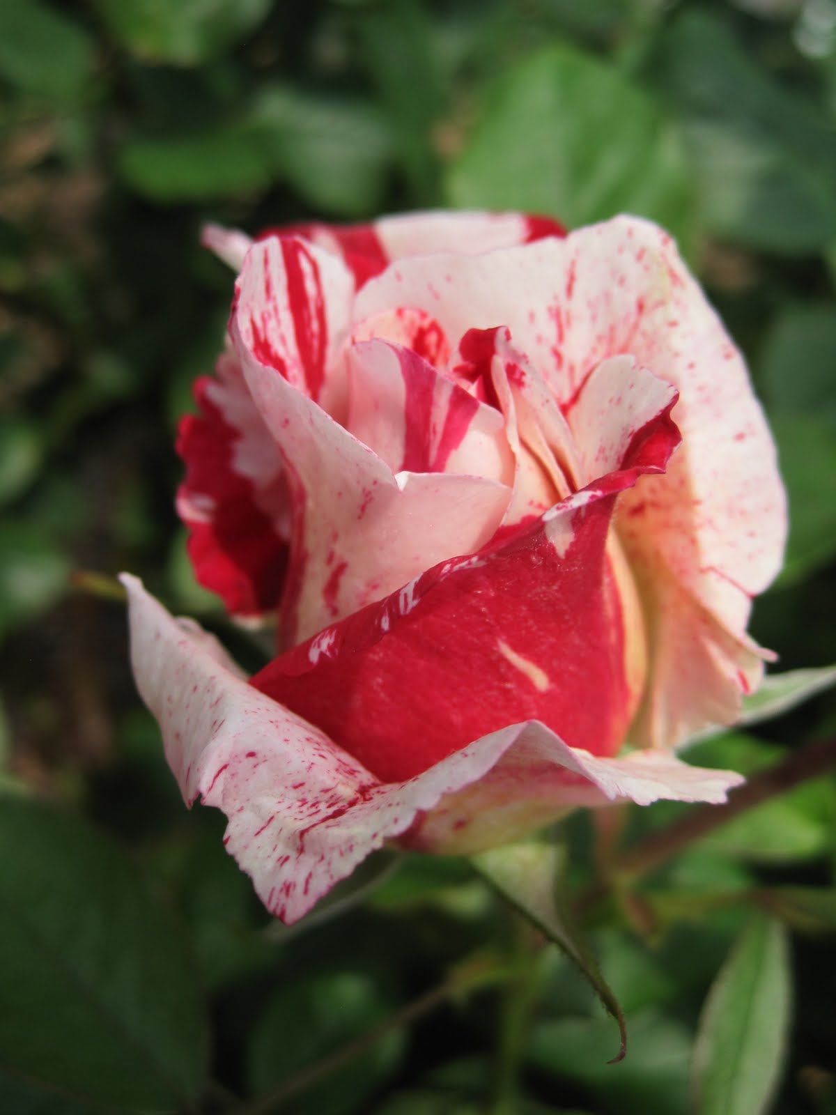Tickled Ginger Barber Rose Garden