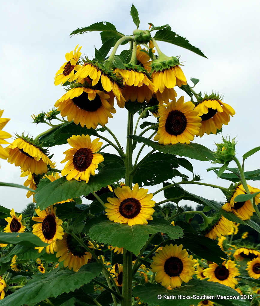 Celebrating Sunflowers