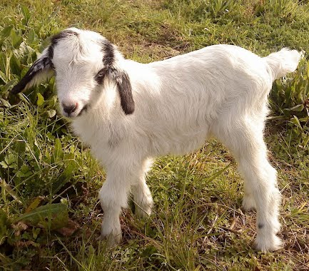 Teoria De Cocina Como Diferenciar Cabrito Y Coredero Y Su Despiece como diferenciar cabrito y coredero