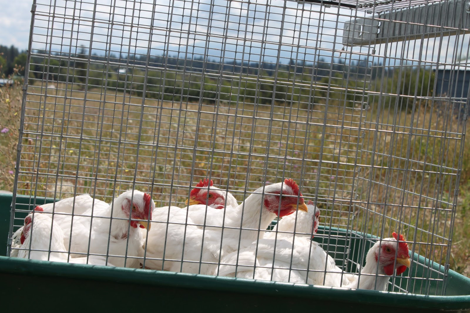 Big Blue Barn Processing Day At The Big Blue Barn