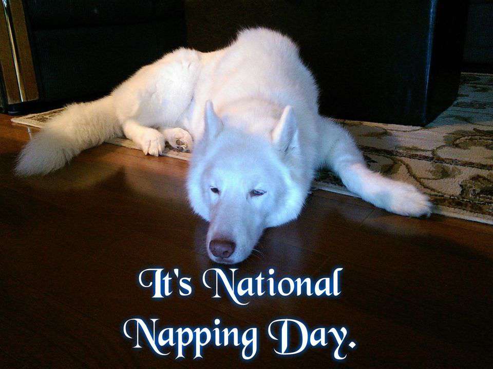 National Napping Day Wishes National Napping Day Wishes