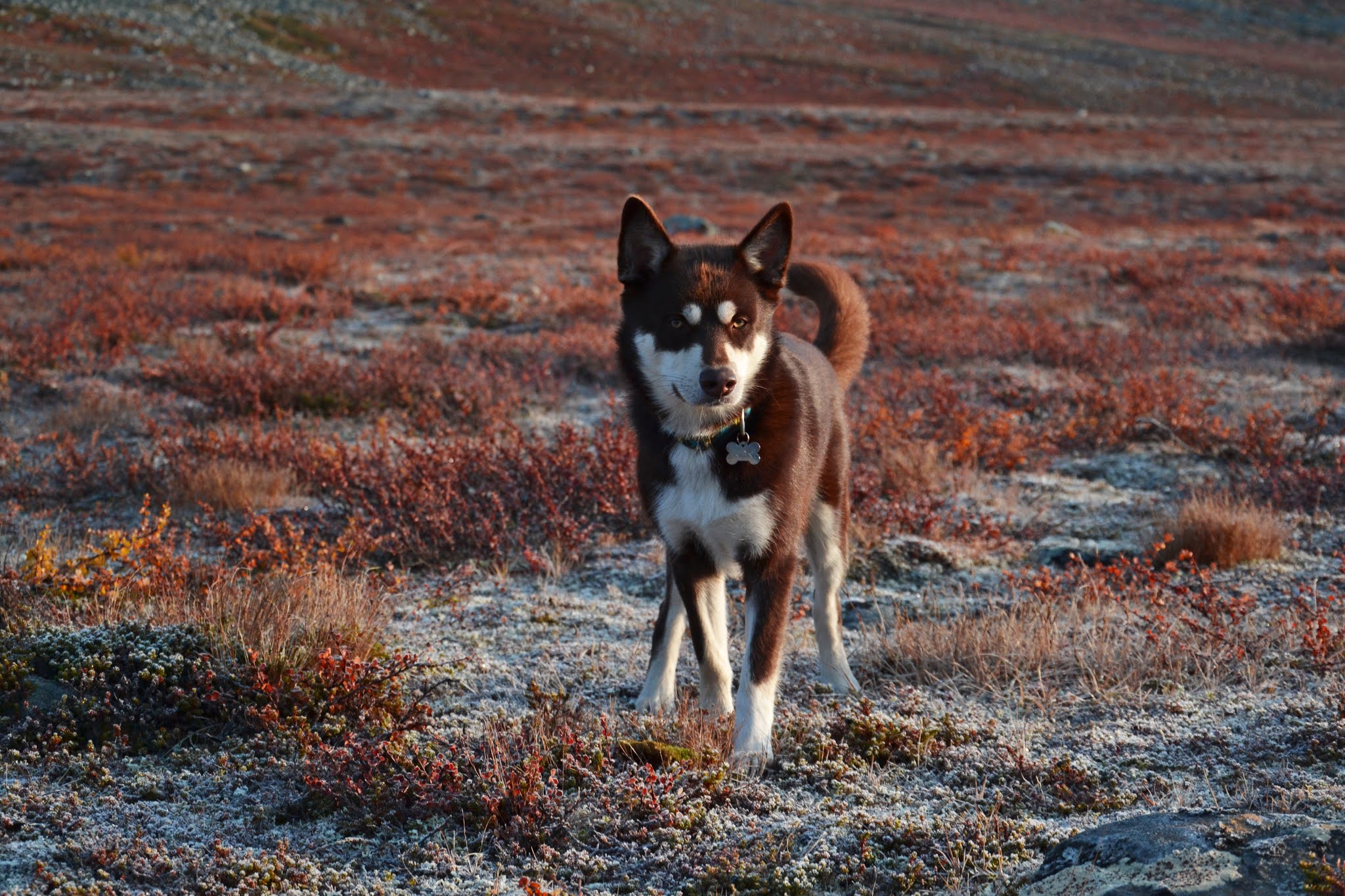 Käsivarren erämaa-alue