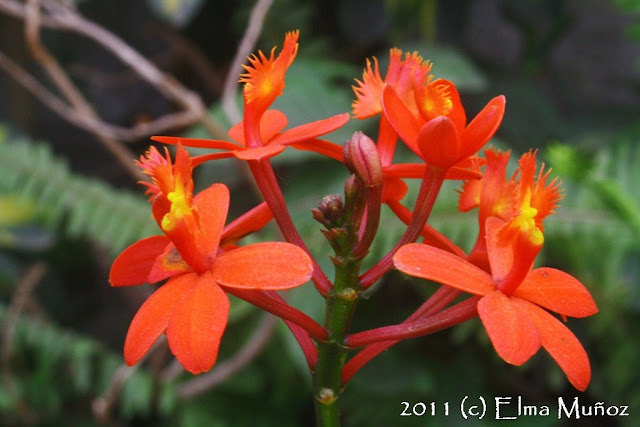 Epidendrum hibrido