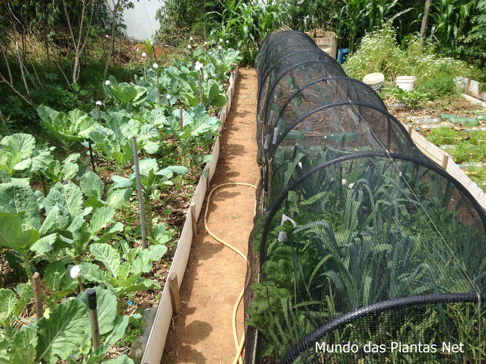 Mundo das Plantas : Como fazer uma Estufa para Horta