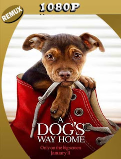 Mis Huellas a Casa (2019) HD [1080p Remux] Latino [GoogleDrive] SXGO