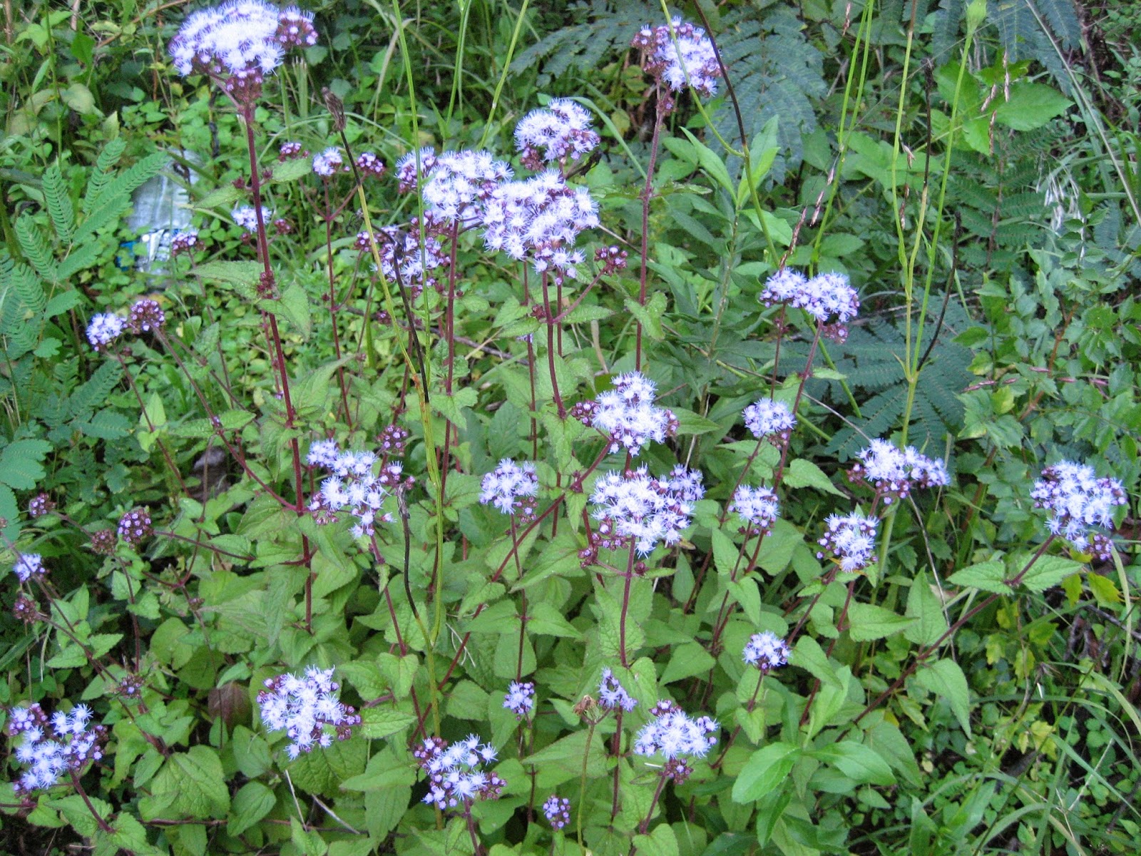 Discovering His Creation Blue Mistflower Conoclinium Coelestinum 