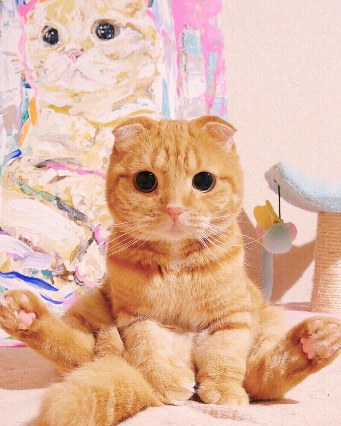 EdisiViral : Kucing Comel