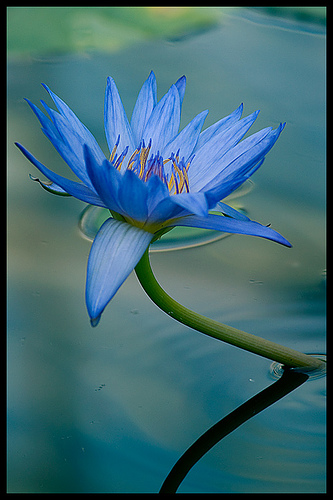 /blue-lotus photo