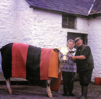 Cow keeping warm under Strippy Welsh Quilt