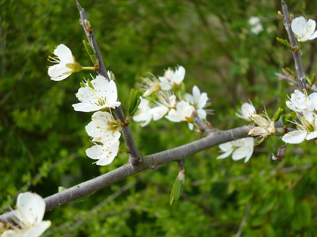 blackthorn blossom