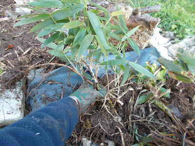 Bamboo removed 80 Minute Allotment Green Fingered Blog