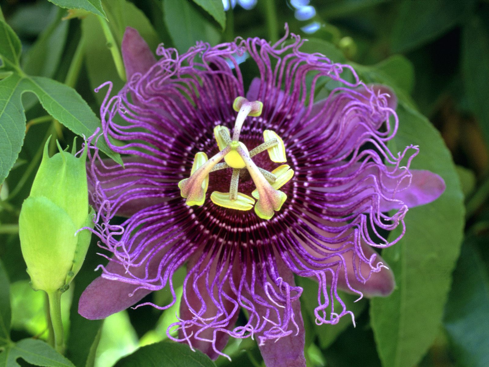 Passion flower - Hydrangea pictures - Tulips floral - HD1600x1200 ...