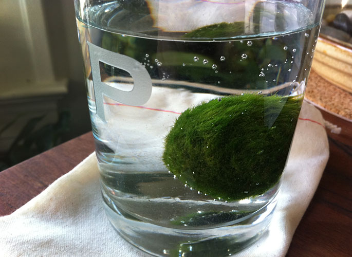 about MARIMO: about MARIMO
