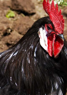 Andalusian Chicken Origin, Characteristics, Weight, Genetics, Eggs