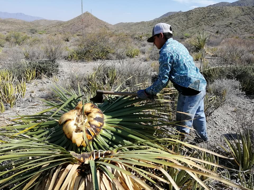 Conociendo México Sotol, el destilado del norte de México