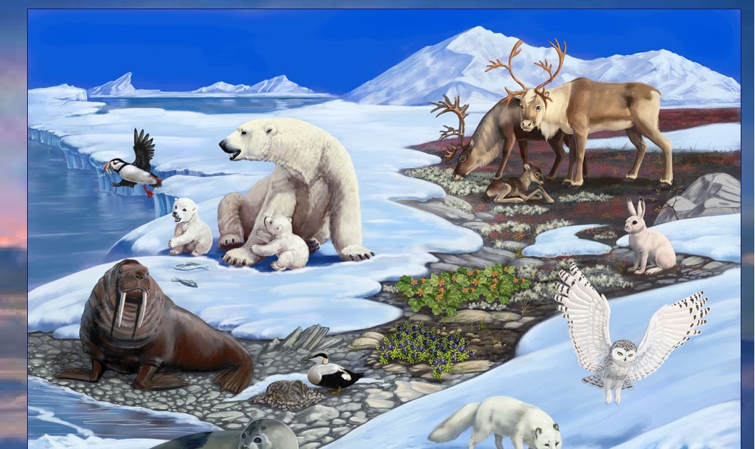 рисунок на тему арктика. антарктида для дошкольников. тема арктика и антарктика в подготовительной группе. животные арктики и антарктики. макет севера для детского сада.