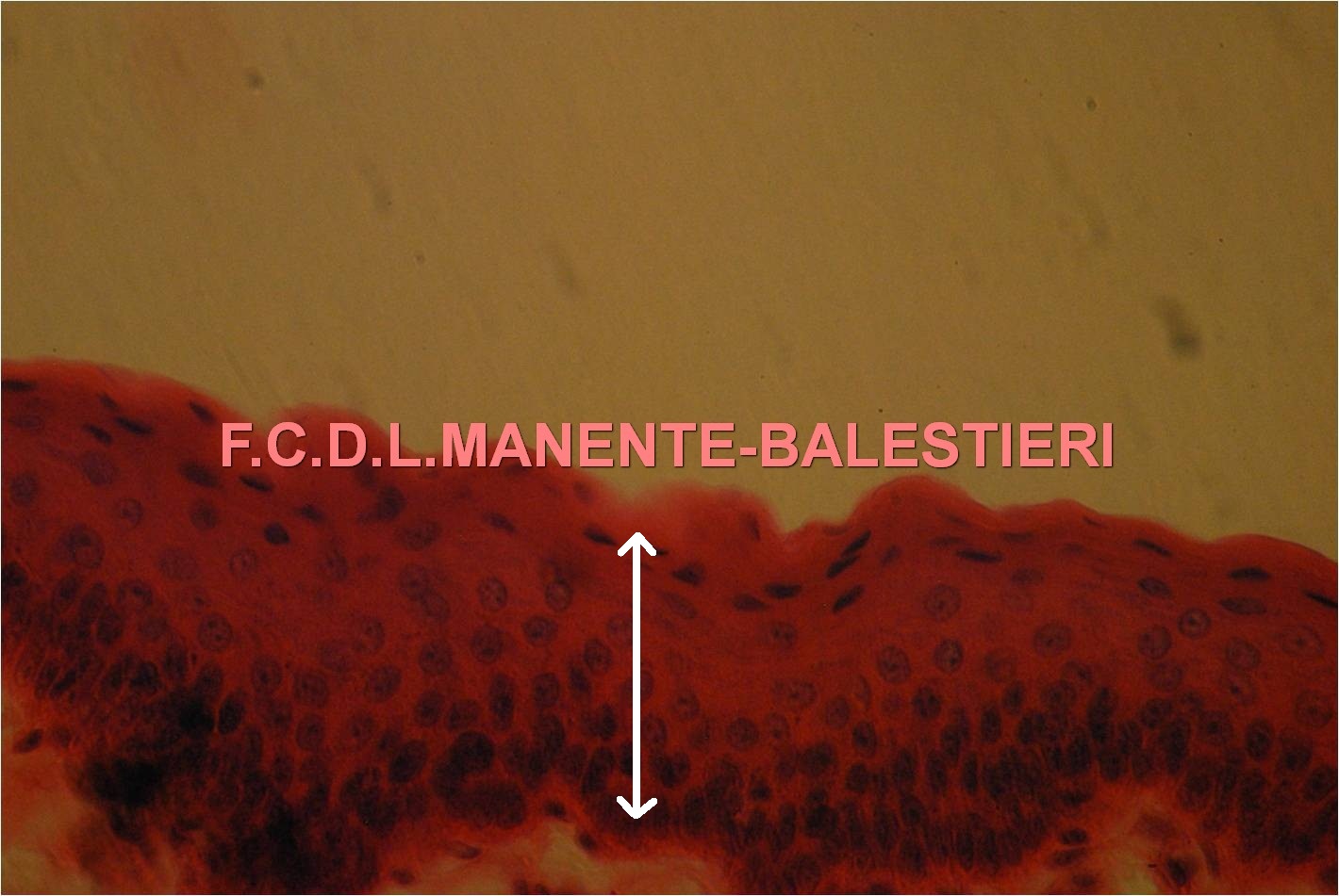 Histologia FCBA Tecido Epitelial de Revestimento