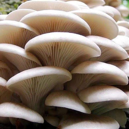 Scientific Classification Of Oyster Mushroom classification Of Oyster