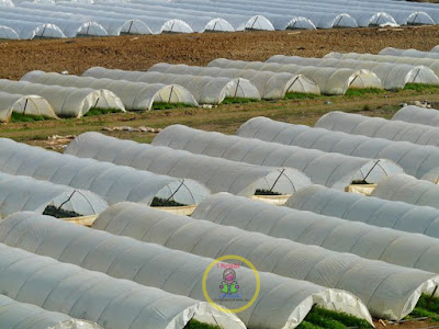 Type-Of-Flower-Or-Nursery-Beds -Soil-Treatment