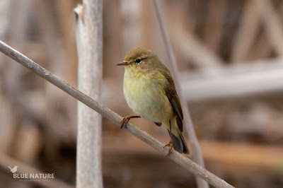 Mosquitero común - Common chiffchaff - Phylloscopus collybita Esta especie de menos de 8 gramos es capaz de recorrer casi medio continente para buscar un lugar adecuado donde criar. Mientras tanto coge fuerzas en nuestro país.