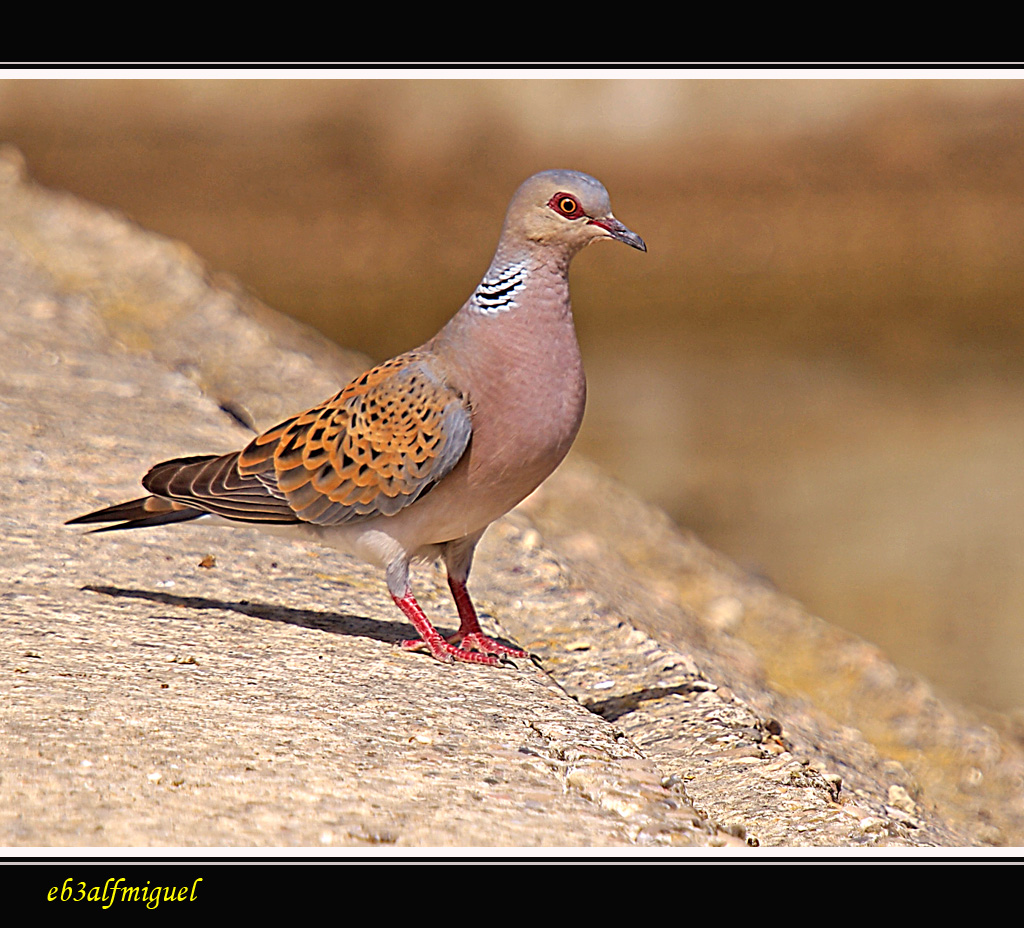 Miguel fotografia Tórtola europea (Streptopelia turtur)