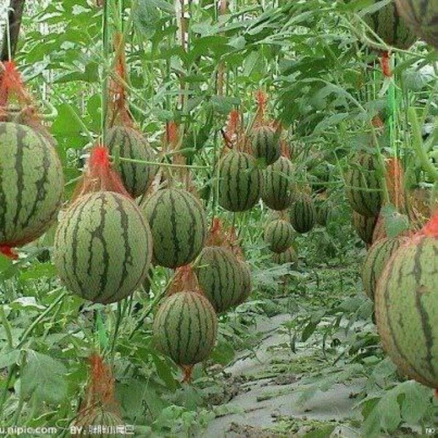 How to Grow Watermelons Organic_Gardening