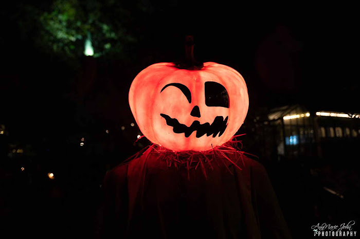 Great ideas on how to celebrate Halloween from the safety of your own home. Things To Do At Home On Halloween