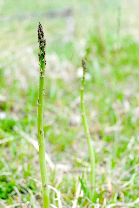 what does wild asparagus look like what does wild asparagus look like