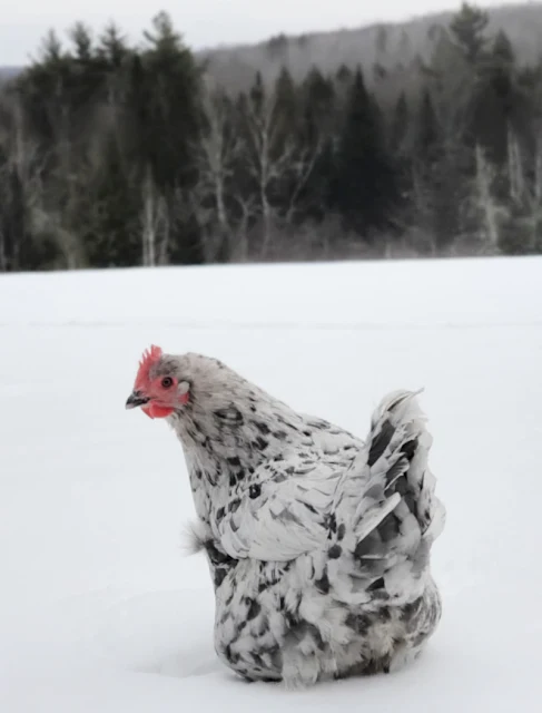 splash marans chicken in the snow
