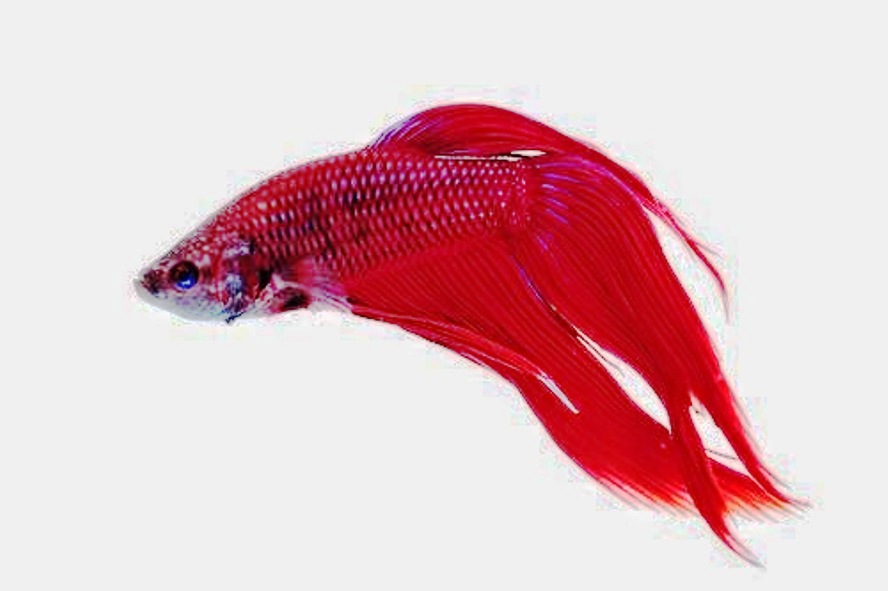 BETTA FISH photos - wallpapers (ανανεωμένο) | the fun bank