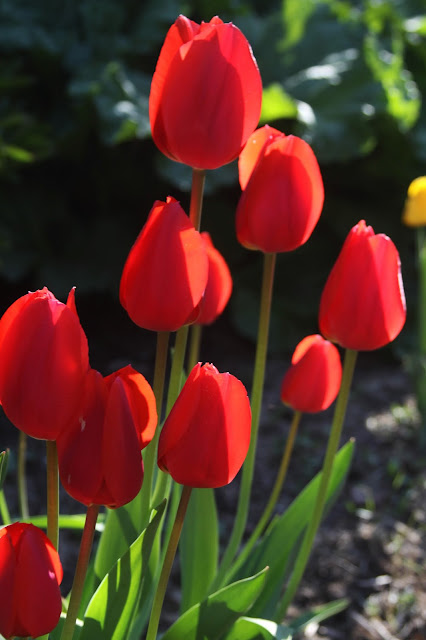 spring, flowers, bulbs, tulips, red tulips, garden, Anne Butera, My Giant Strawberry