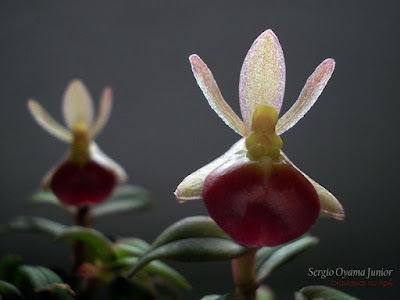 Orquídea Epidendrum peperomia