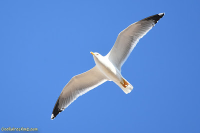 Gavià argentat sobrevolant Reus