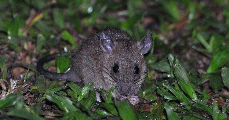 Singapore Wild Animals: Rodents
