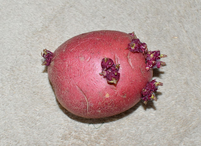 Growing Red potatoes- spud with eyes