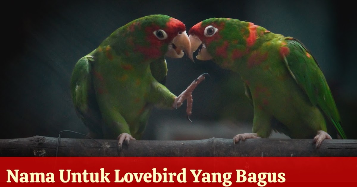 89 Nama Burung Lovebird Yang Bagus Dan Lucu Lengkap Sama Artinya Agar Ngekek Panjang - TABIR DAKWAH