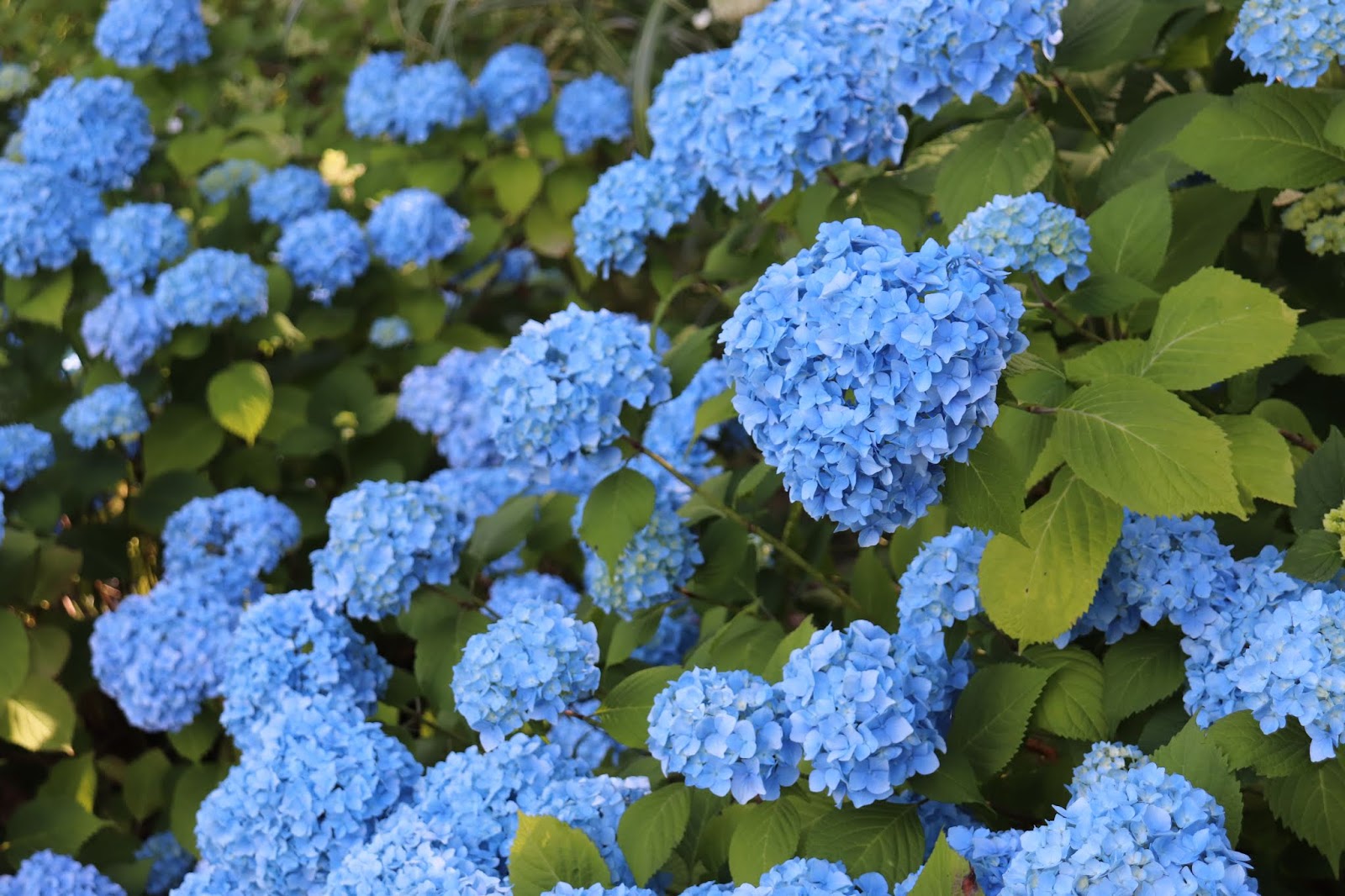 Mop Head Flowers Stock Photos Mop Head Flowers Stock Images Alamy