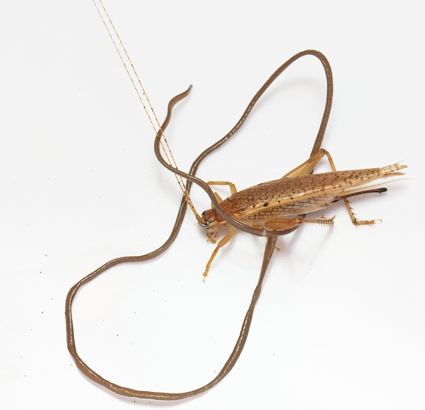 download hair worms in crickets download hair worms in crickets
