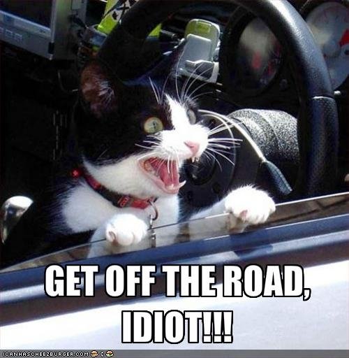angry+cat+driver.jpg