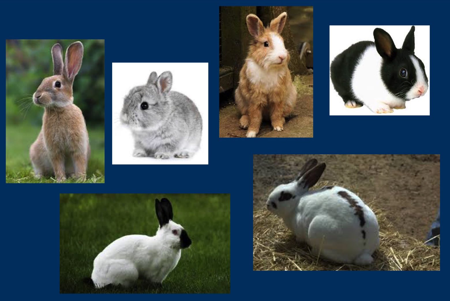 Love your pets Pet Rabbits