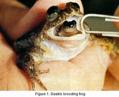 Strange Male Frog that Broods 19 Babies in its Mouth Seen On www.coolpicturegallery.us