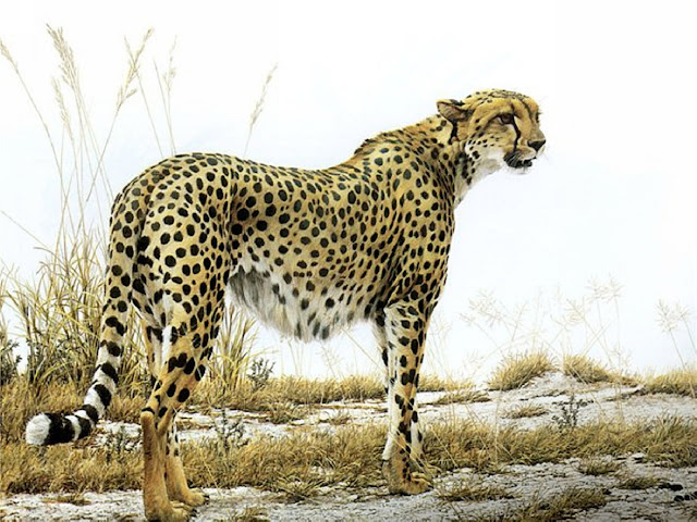 Роберт Бейтмэн / Robert Bateman Cheetah Profile