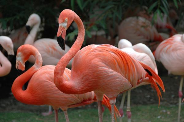 flamingo rosado em extincao