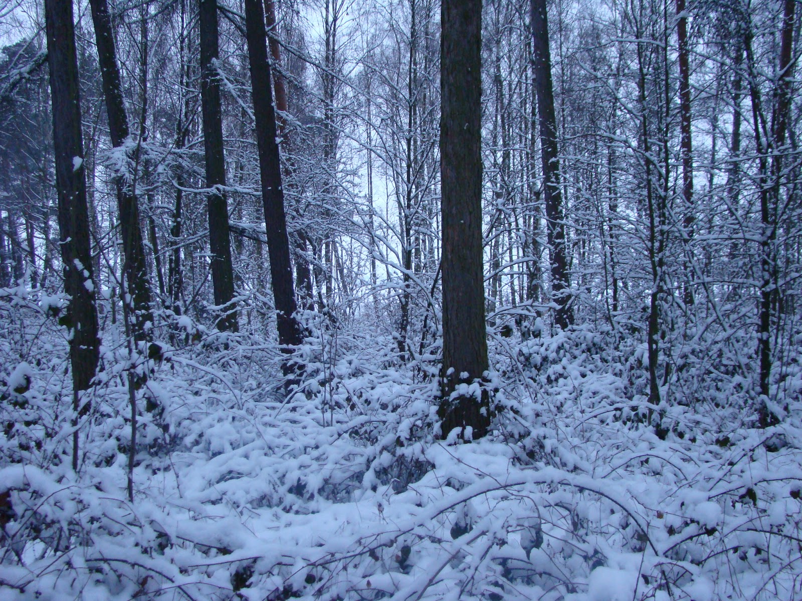 Różana Ławeczka: Zima, zima, zima pada, pada śnieg...