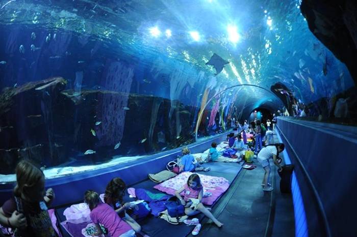 LIKE AND SHARE: Top 5 World's Most Famous Aquariums - WorlD+Famous+Aquarium+(10)